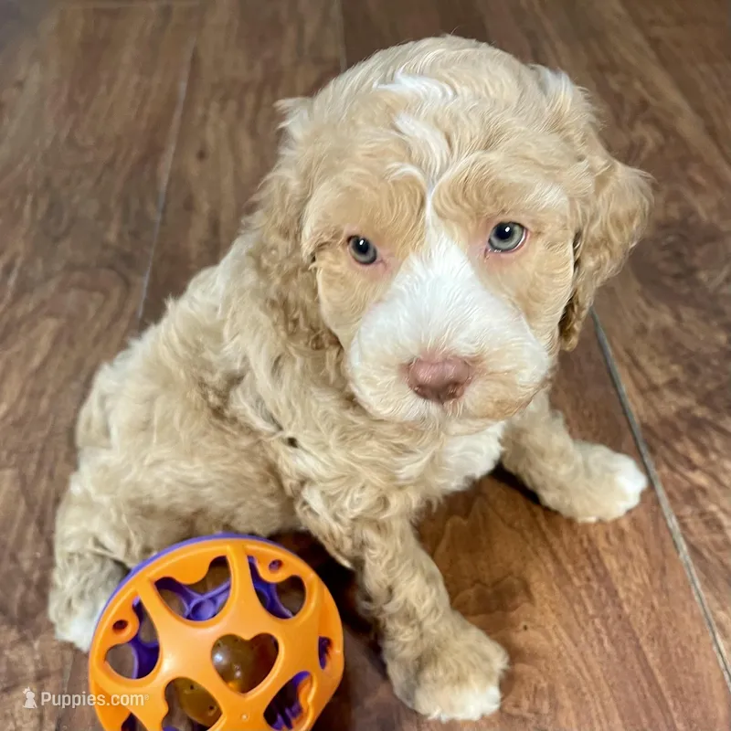 Margarita & Jovi’s Apricot Tuxedo Male #4 – Cockapoo puppy for sale in Dade City, FL