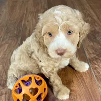 Margarita & Jovi’s Apricot Tuxedo Male #4, a male Cockapoo for sale in Dade City, FL – Photo 3 of 3
