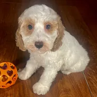 Ba'Haley & Jovi's Apricot Parti Male, a male Cockapoo for sale in Dade City, FL – 3 of 3