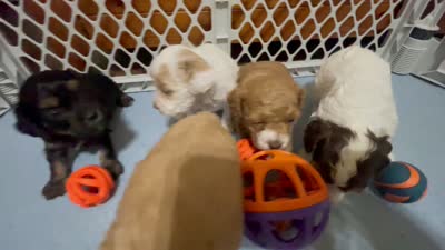 Kit Kat & Jovi’s Apricot Tuxedo Male, a male Cockapoo for sale in Dade City, FL – 10 of 10