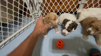 Kit Kat & Jovi’s Apricot Tuxedo Male, a male Cockapoo for sale in Dade City, FL – 9 of 10