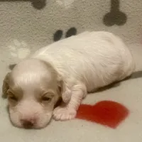 Kit Kat & Jovi’s Apricot & White Parti Male, a male Cockapoo and Poodle - Miniature  for sale in Dade City, FL – 3 of 3