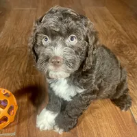 Rachel & Jovi's Chocolate Tuxedo​ Male, a male Cockapoo for sale in Dade City, FL – 3 of 3