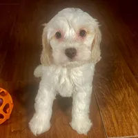 Ba'Haley & Jovi's Buff Parti Female #1, a female Cockapoo for sale in Dade City, FL – 2 of 3