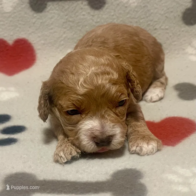 Kit Kat & Jovi’s Apricot Abstract Female – Cockapoo, Poodle - Miniature  puppy for sale in Dade City, FL