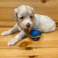Reese & Jovi's Buff Abstract Female, a female Cockapoo and Poodle - Miniature  for sale in Dade City, FL – 3 of 6