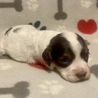 Kit Kat & Jovi’s Chocolate & White Tri Female, a female Cockapoo and Poodle - Miniature  for sale in Dade City, FL – 3 of 3