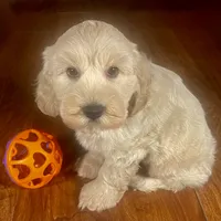 Rachel & Jovi's Buff Male, a male Cockapoo for sale in Dade City, FL – 3 of 3