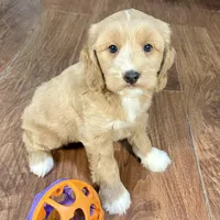 Margarita & Jovi’s Apricot & White Male #1, a male Cockapoo for sale in Dade City, FL – Photo 2 of 3