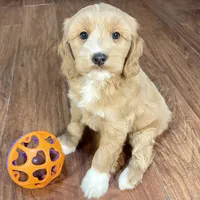 Margarita & Jovi’s Apricot & White Male #1, a male Cockapoo for sale in Dade City, FL – Photo 3 of 3