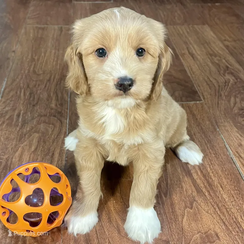 Margarita & Jovi’s Apricot & White Male #1 – Cockapoo puppy for sale in Dade City, FL