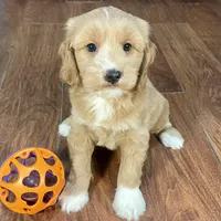 Margarita & Jovi’s Apricot & White Male #1, a male Cockapoo for sale in Dade City, FL – Photo 1 of 3