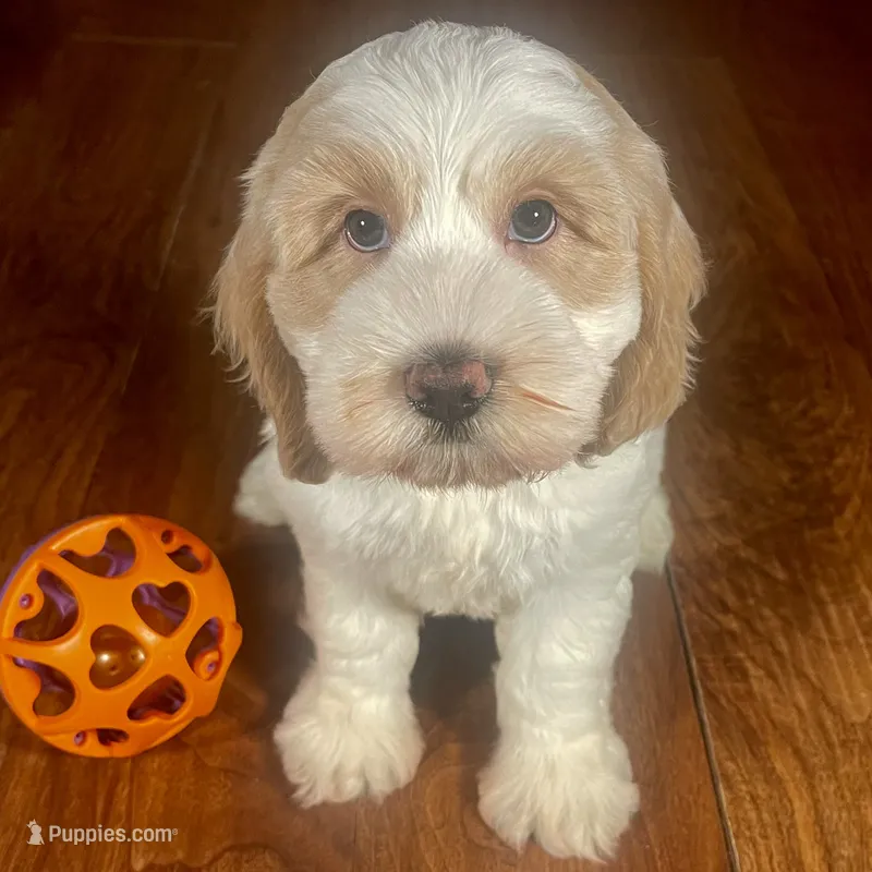 Rachel & Jovi's ​Buff Parti Male – Cockapoo puppy for sale in Dade City, FL