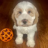 Rachel & Jovi's ​Buff Parti Male, a male Cockapoo for sale in Dade City, FL – 1 of 3