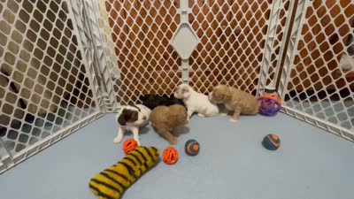 Kit Kat & Jovi’s Chocolate & White Tri Female, a female Cockapoo for sale in Dade City, FL – 7 of 10