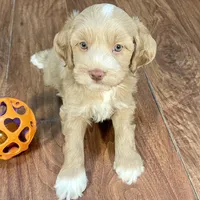 Margarita & Jovi’s Apricot Tuxedo Male #3, a male Cockapoo for sale in Dade City, FL – Photo 2 of 3