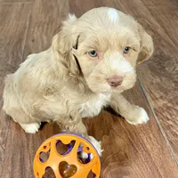 Margarita & Jovi’s Apricot Tuxedo Male #3, a male Cockapoo for sale in Dade City, FL – Photo 3 of 3