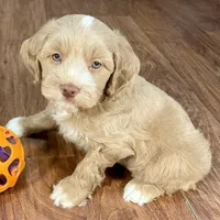 Margarita & Jovi’s Apricot Tuxedo Male #3, a male Cockapoo for sale in Dade City, FL – Photo 1 of 3
