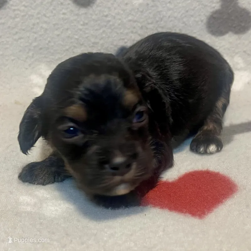 Kit Kat & Jovi’s Black Phantom Male – Cockapoo, Poodle - Miniature  puppy for sale in Dade City, FL