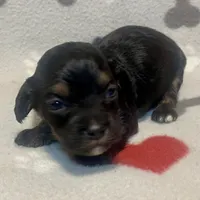 Kit Kat & Jovi’s Black Phantom Male, a male Cockapoo and Poodle - Miniature  for sale in Dade City, FL – 1 of 3