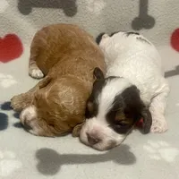 Kit Kat & Jovi’s Apricot Tuxedo Male, a male Cockapoo for sale in Dade City, FL – 5 of 10
