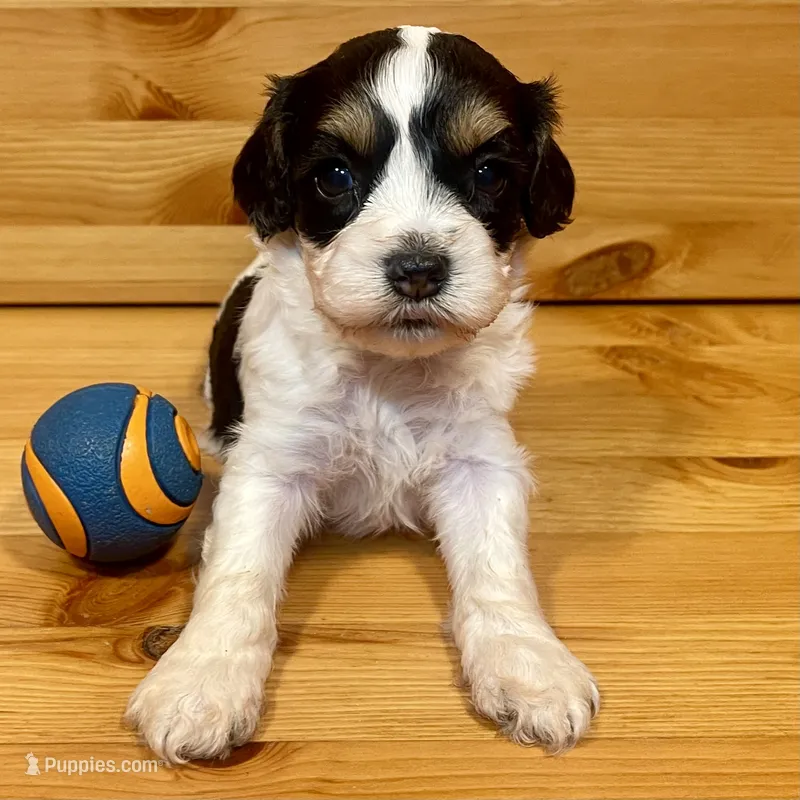 Reese & Jovi’s Black & White Tri Female – Cockapoo, Poodle - Miniature  puppy on hold in Dade City, FL