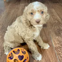 Margarita & Jovi’s Apricot Tuxedo Male #5, a male Cockapoo for sale in Dade City, FL – Photo 2 of 3