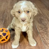 Margarita & Jovi’s Apricot Tuxedo Male #5, a male Cockapoo for sale in Dade City, FL – Photo 3 of 3