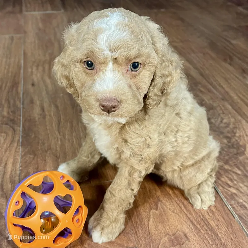 Margarita & Jovi’s Apricot Tuxedo Male #5 – Cockapoo puppy for sale in Dade City, FL