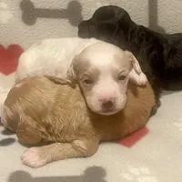 Kit Kat & Jovi’s Black Phantom Male, a male Cockapoo for sale in Dade City, FL – 4 of 10