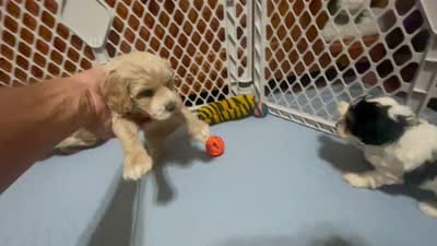 Reese & Jovi’s Buff Abstract Male #1, a male Cockapoo and Poodle - Miniature  for sale in Dade City, FL – 4 of 6