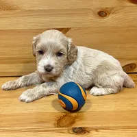Reese & Jovi’s Buff Abstract Male #1, a male Cockapoo and Poodle - Miniature  for sale in Dade City, FL – 3 of 6