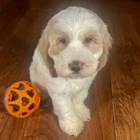 Rachel & Jovi's ​Buff Parti Male, a male Cockapoo for sale in Dade City, FL – 2 of 3