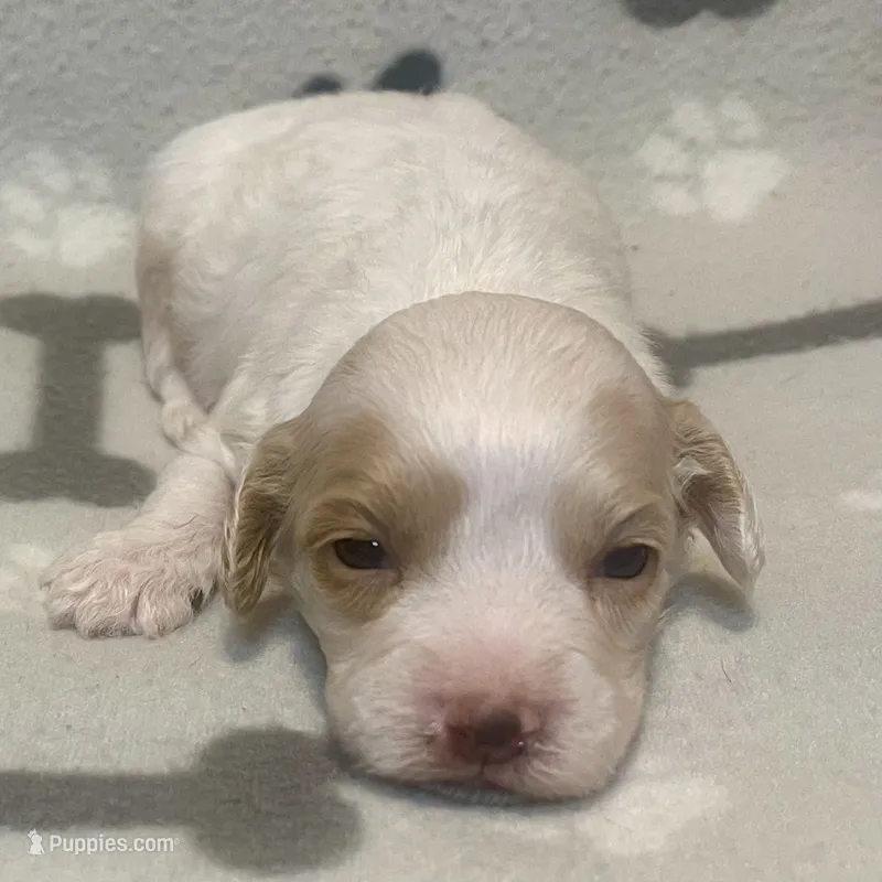 Kit Kat & Jovi’s Apricot & White Parti Male – Cockapoo, Poodle - Miniature  puppy for sale in Dade City, FL