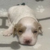 Kit Kat & Jovi’s Apricot & White Parti Male, a male Cockapoo and Poodle - Miniature  for sale in Dade City, FL – 1 of 3