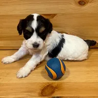Reese & Jovi’s Black & White Tri Female, a female Cockapoo and Poodle - Miniature  for sale in Dade City, FL – 3 of 6