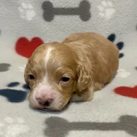 Kit Kat & Jovi’s Apricot Tuxedo Male, a male Cockapoo and Poodle - Miniature  for sale in Dade City, FL – 2 of 3