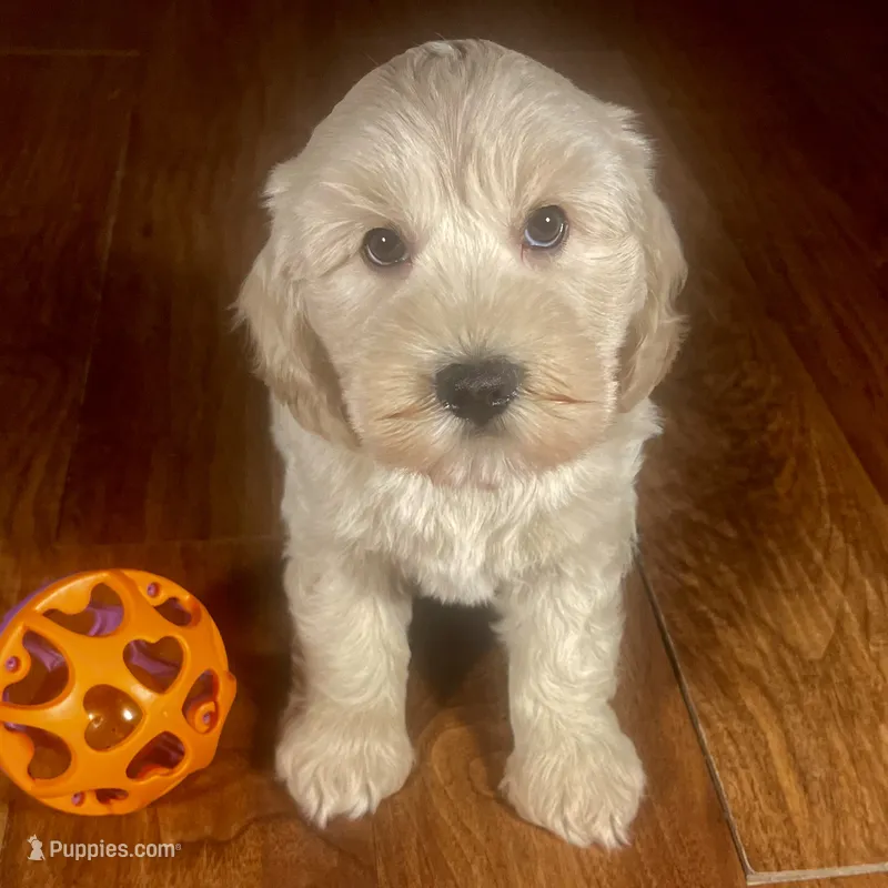 Rachel & Jovi's Buff Male – Cockapoo puppy for sale in Dade City, FL