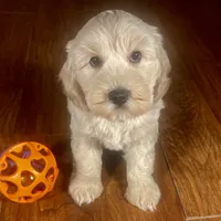 Rachel & Jovi's Buff Male, a male Cockapoo for sale in Dade City, FL – 1 of 3