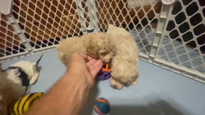 Reese & Jovi’s Buff Abstract Male #2, a male Cockapoo and Poodle - Miniature  for sale in Dade City, FL – 4 of 6