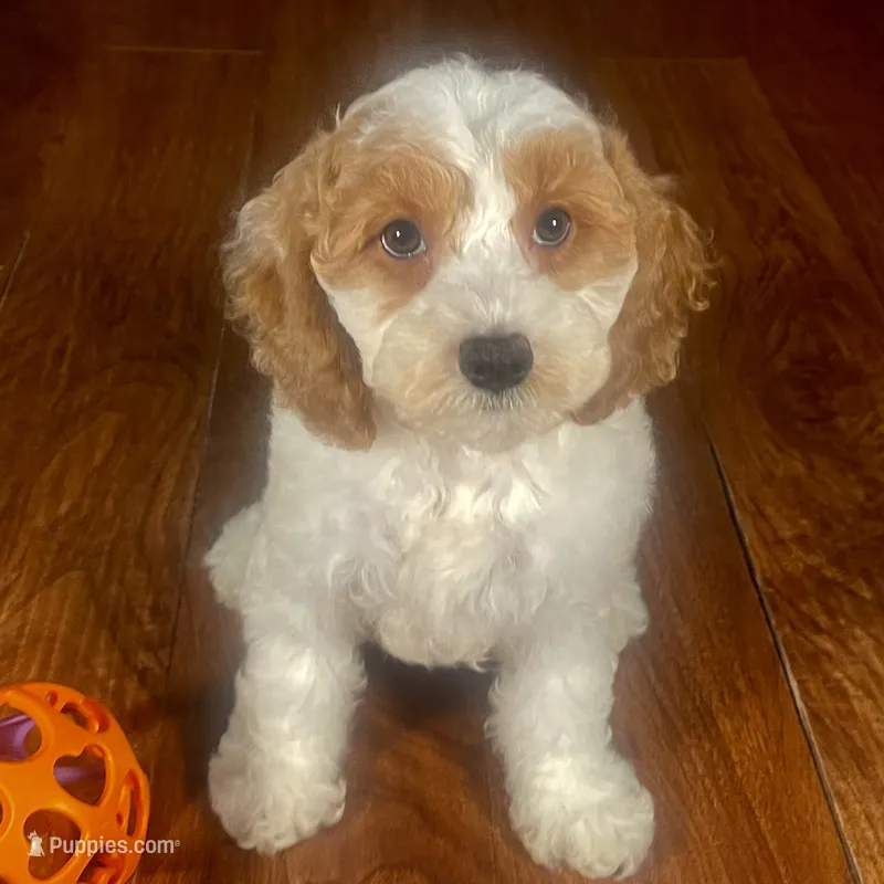 Natale & Jovi's Apricot Parti Female #1 – Cockapoo puppy for sale in Dade City, FL