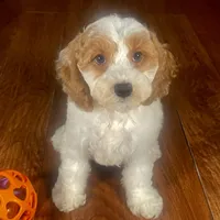 Natale & Jovi's Apricot Parti Female #1, a female Cockapoo for sale in Dade City, FL – 1 of 3