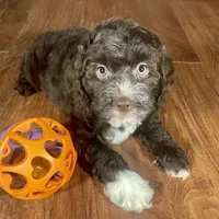 Rachel & Jovi's Chocolate Tuxedo​ Male, a male Cockapoo for sale in Dade City, FL – 2 of 3