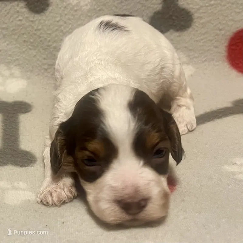 Kit Kat & Jovi’s Chocolate & White Tri Female – Cockapoo, Poodle - Miniature  puppy on hold in Dade City, FL