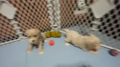 Reese & Jovi's Buff Abstract Female, a female Cockapoo and Poodle - Miniature  for sale in Dade City, FL – 4 of 6
