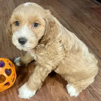 Margarita & Jovi’s Apricot Tuxedo Male #2, a male Cockapoo for sale in Dade City, FL – Photo 3 of 3