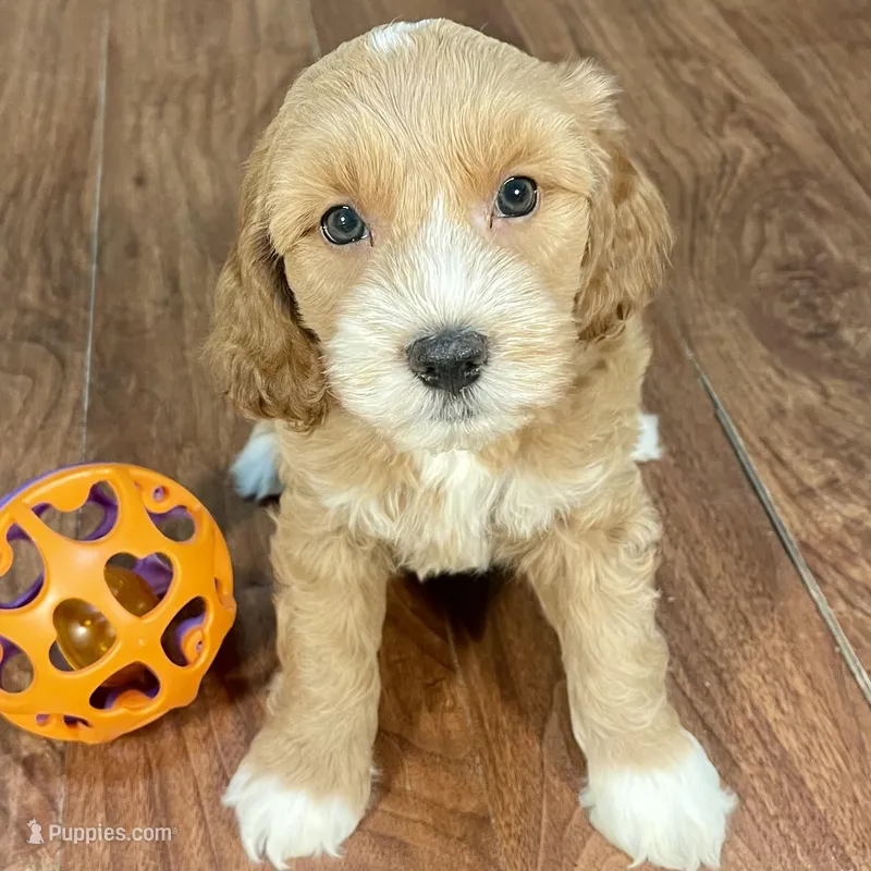 Margarita & Jovi’s Apricot Tuxedo Male #2 – Cockapoo puppy for sale in Dade City, FL