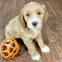 Margarita & Jovi’s Apricot Tuxedo Male #2, a male Cockapoo for sale in Dade City, FL – Photo 2 of 3