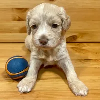 Reese & Jovi's Buff Abstract Female, a female Cockapoo and Poodle - Miniature  for sale in Dade City, FL – 1 of 6