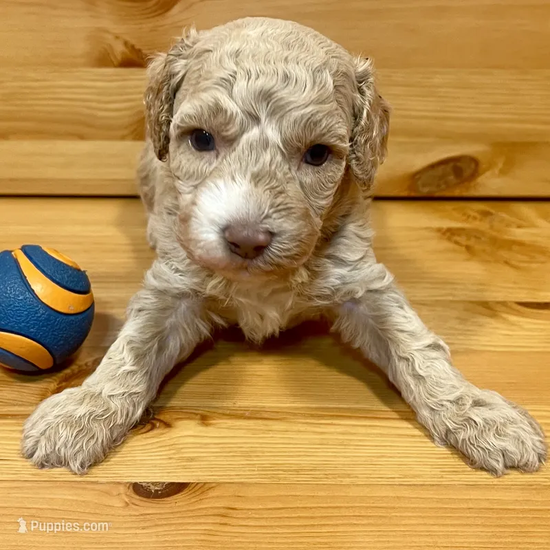 Reese & Jovi’s Buff Abstract Male #2 – Cockapoo, Poodle - Miniature  puppy for sale in Dade City, FL